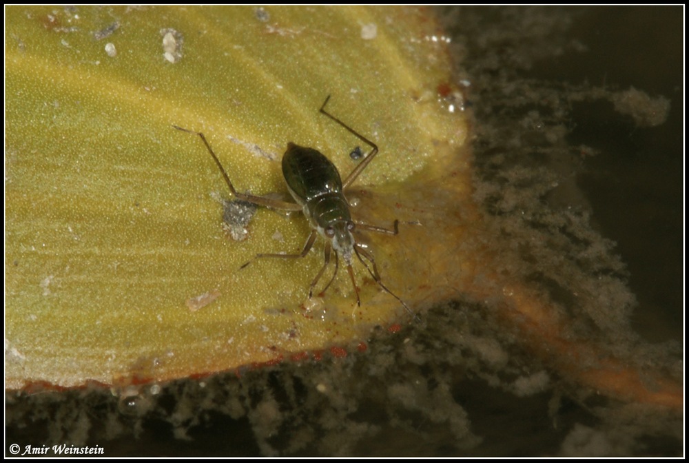 Heteroptera d''Israele: Mesovelia vittigera